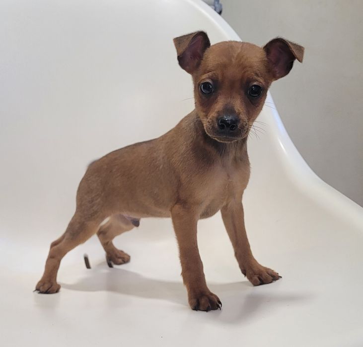 Pinscher miniatura macho