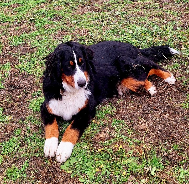 Продам дівчинку  Бернського Зененхунда