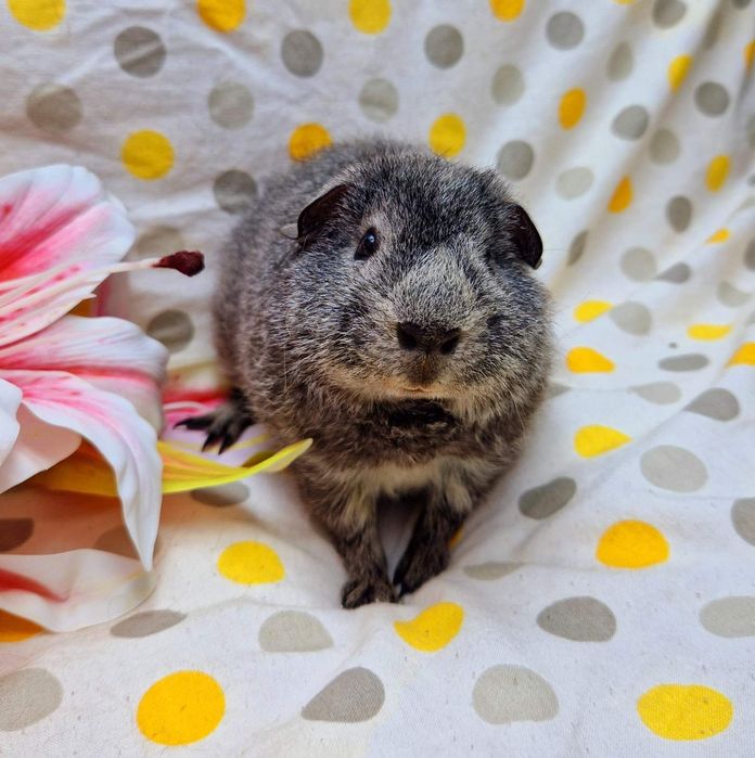 Морская свинка,морська свинка,морские свинки,морські свинки,Тедді,