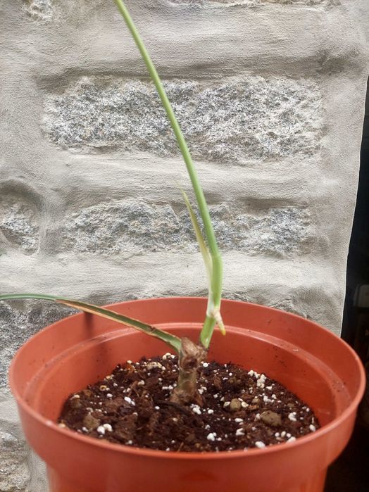 Planta Monstera albo variegata