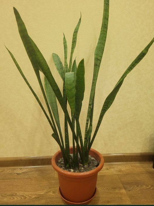 Вазон сансев'єра сансевієрія .Великий. Можна
розсадити на 3 вазона
