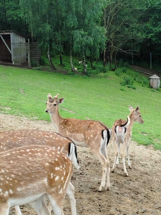 sprzedam daniele w różnym wieku