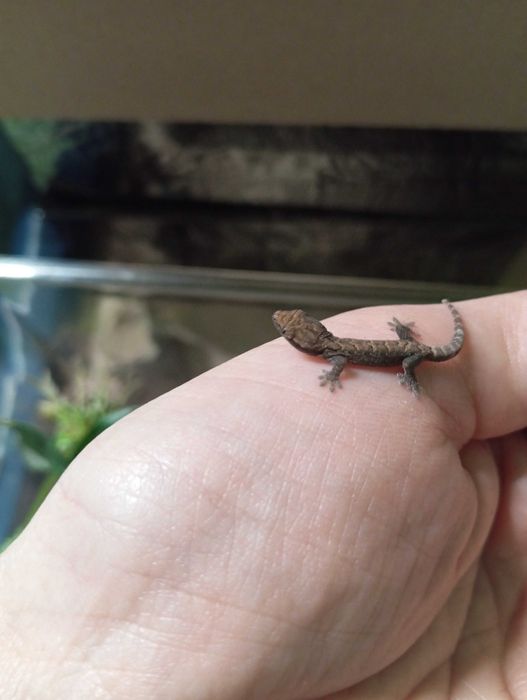 Gekon płaczący młode i dorosłe