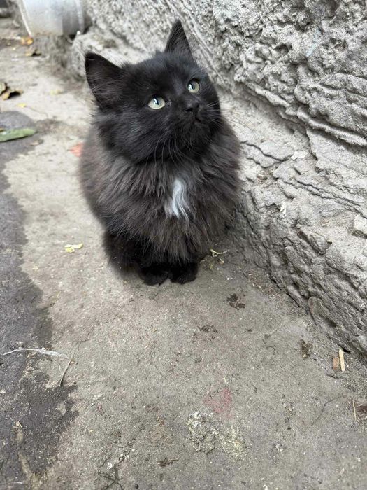 Кошенята в добрі руки.
