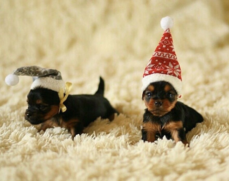 Міні йорки для в"язки, КСУ!!!