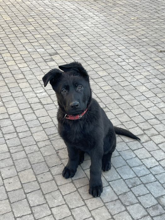 До продажу цуценя німецькоі вівчарки . Найкраще з виводку .