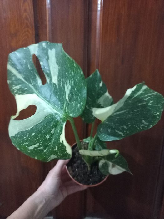 Монстери Тайське сузір'я, Обліква, Адансона, Манкі, Мініма кімнатні кв