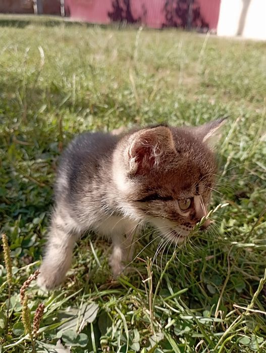 Віддаємо кошенят-дівчат