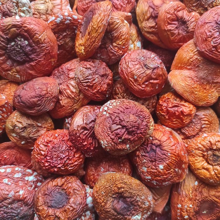 Картина "Мухомор червоний сушений"