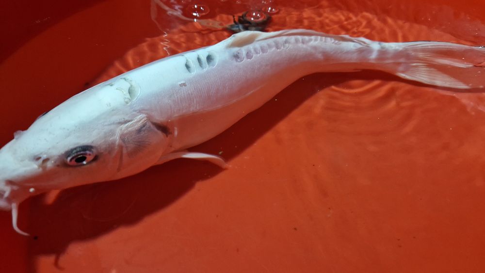 Carpa koi branca
