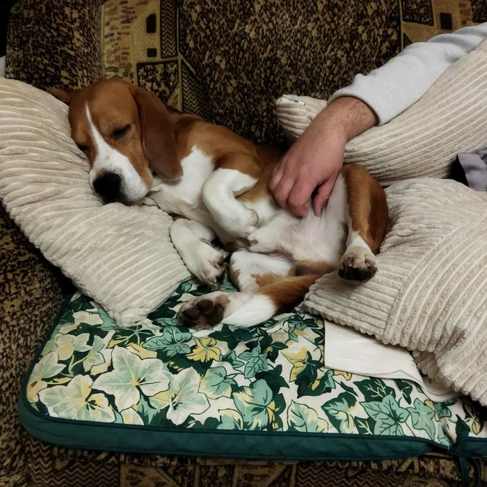 Чистокровний Бігль Кобель В'язка