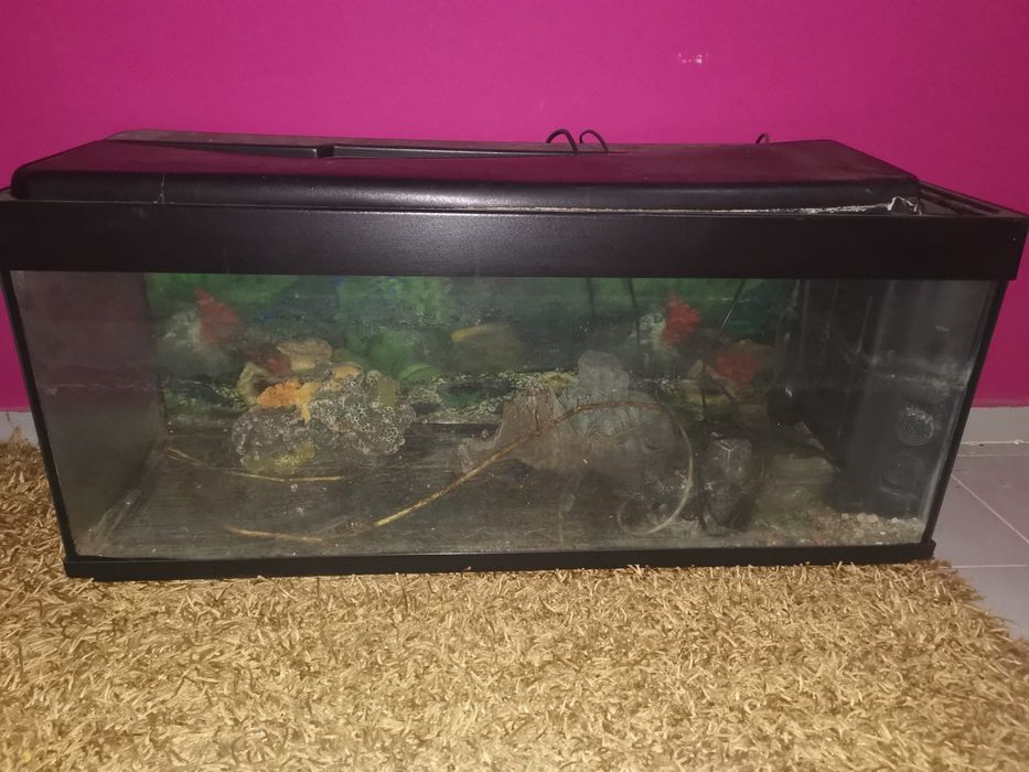 Aquários/ terrário