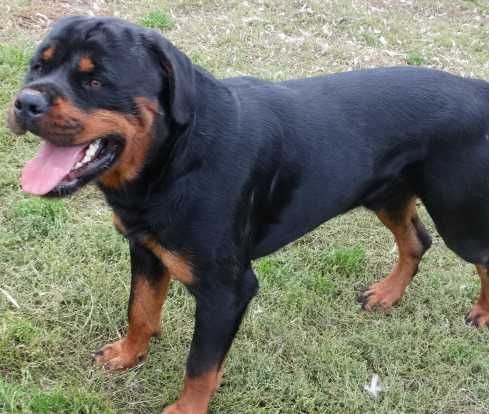 Rottweiler suczka