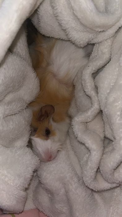 Świnka morska abisyńska - samiec