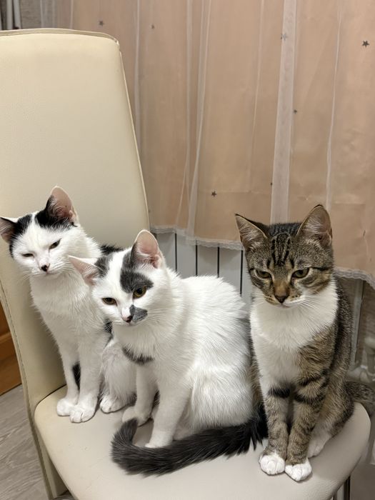 Подрощенные котята в самые заботливые и ответственные руки!