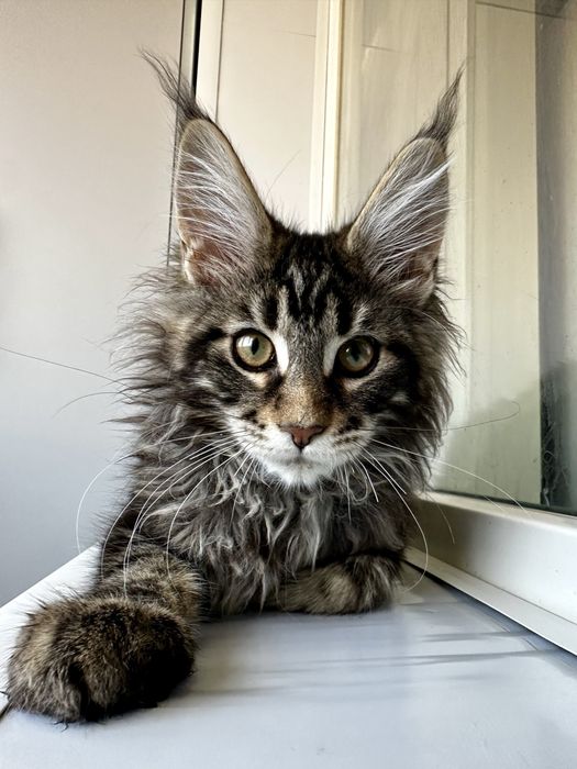 Хлопчик мейнкун мармуровий