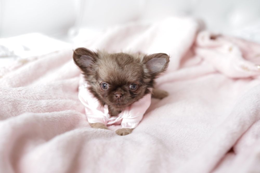 Chihuahua FCI dziewczynka