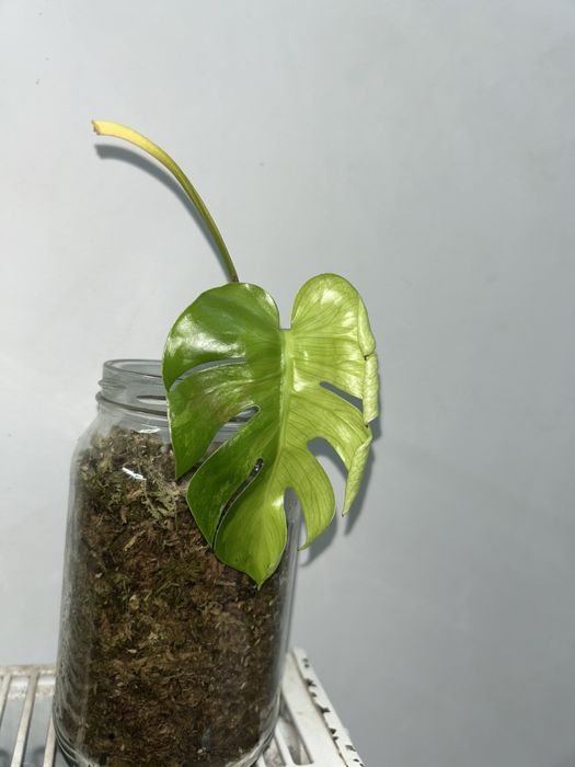 Monstera lemon sadzonka
