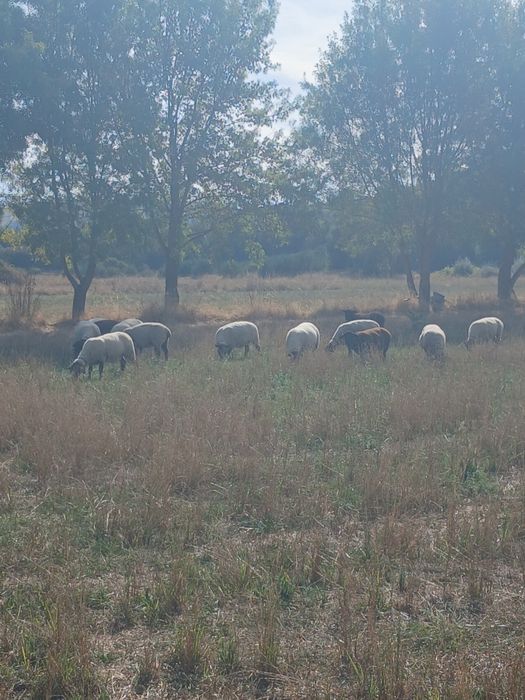 Ovelhas suffolk e cruzadas