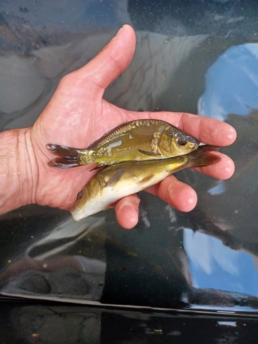 Karp 9-13cm narybek Jesiotr, Płoć, tolpyga