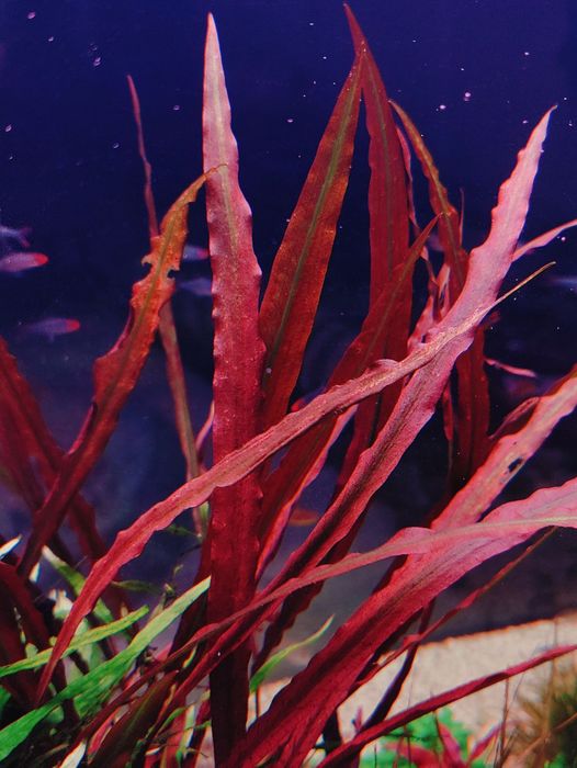 Продам  аквариумные растения.