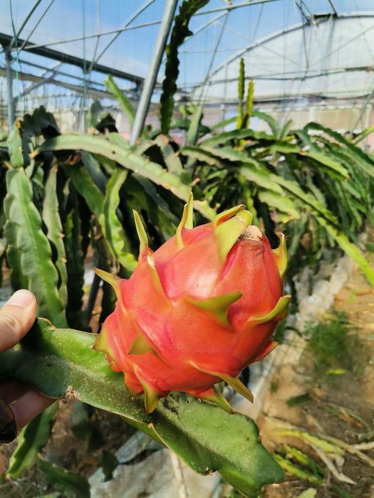 Pitaya Estacas (PROMOÇÃO)