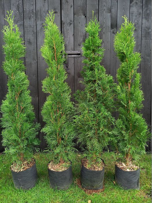 Tuje Tuja Szmaragd 90-140 cm doniczka