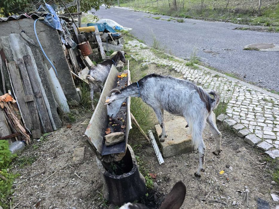 Vendo cabras adultas