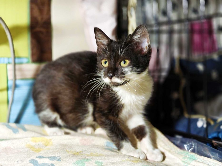 Мурчик, маленький котик, 3 місяці, він чекає на свою людину. Кошеня.