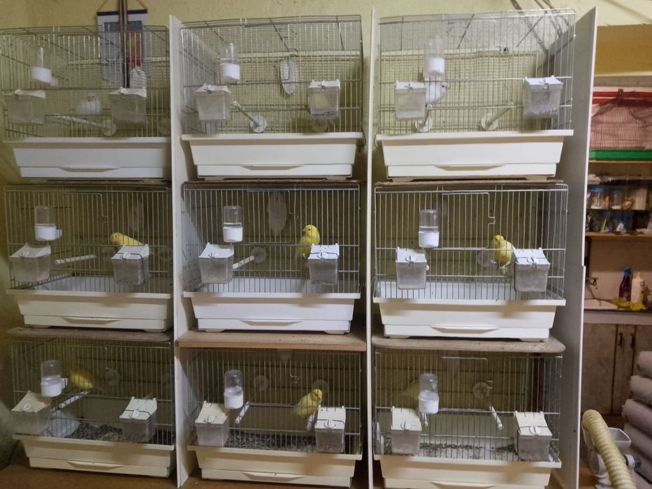 Kanarki młode  na śpiewie