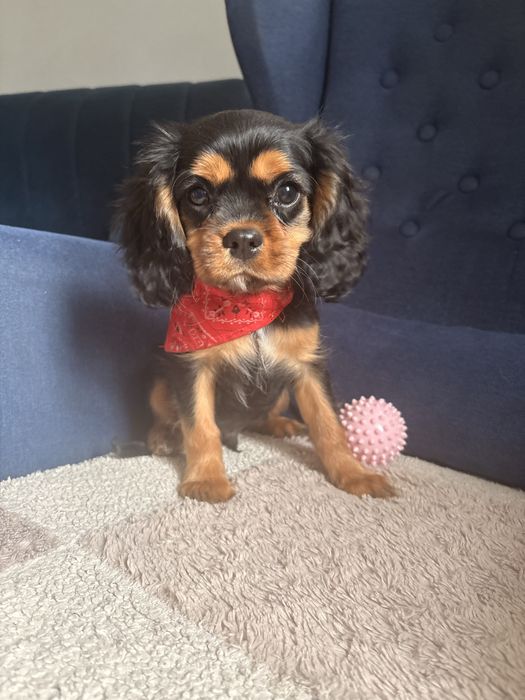 Cavalier King Charles Spaniel piesek.