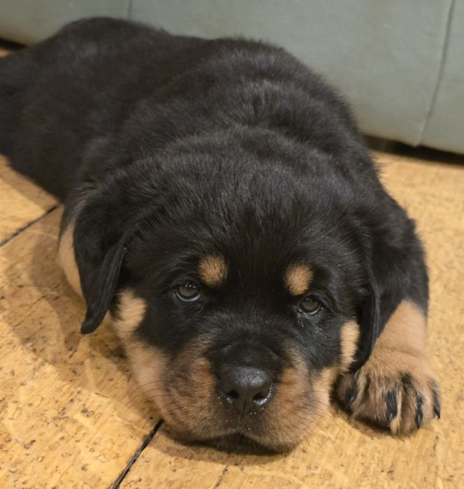 Rottweiler szczeniak fci zkwp