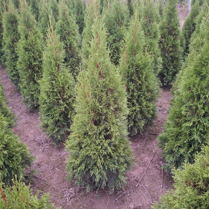 Tuja szmaragd NAJTANIEJ Likwidacja plantacji OKAZJA !!!
