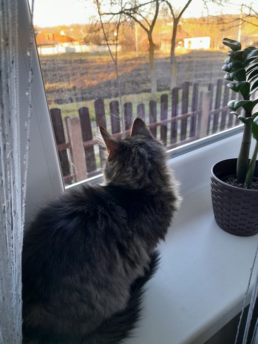 Віддам кошеня у добрі руки