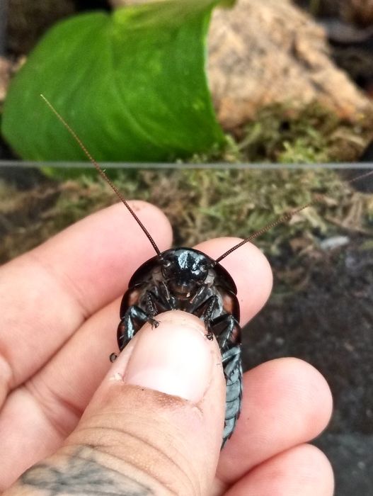 Baratas Domésticas - Várias Espécies