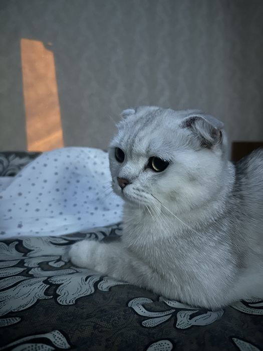 Шотландская вислоухая кошка