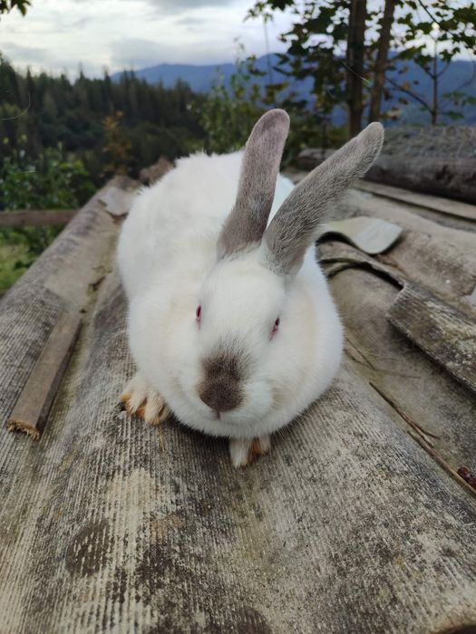 Продам кролі Славське