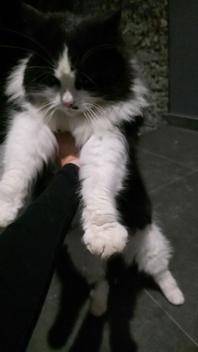 Гарна пухнаста киця в добрі руки