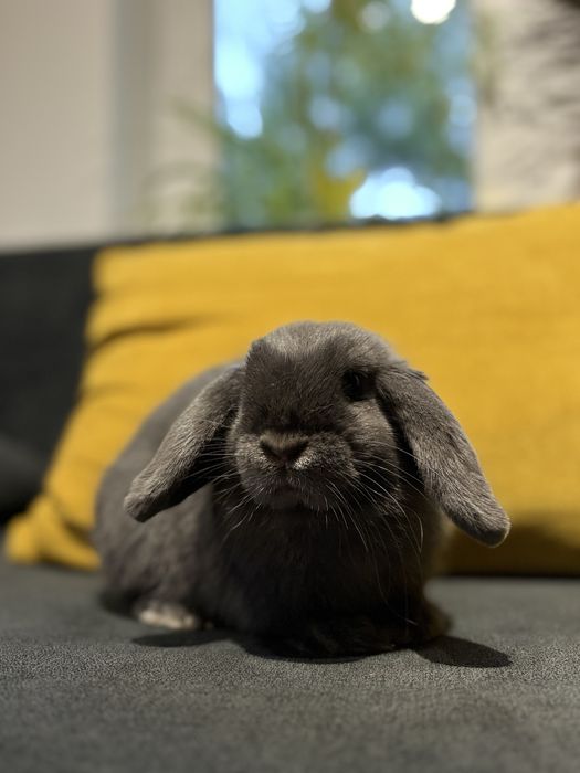 kroliczki mini lop