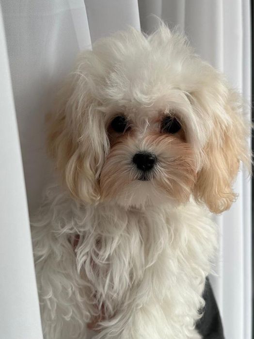 Мальтипу F1 міні