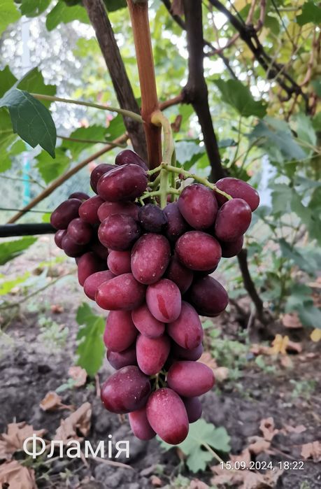 Черенки винограду