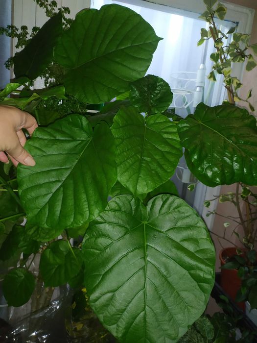Фікус зонтичний (Ficus umbellata)
