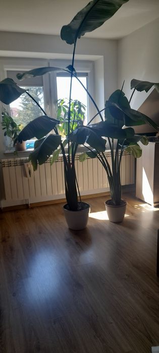 Strelitzia  200 cm