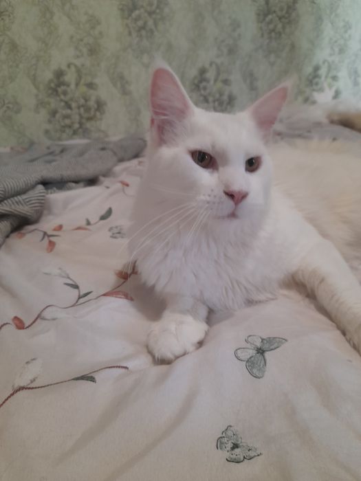 Мейн-кун белый солид, кот.