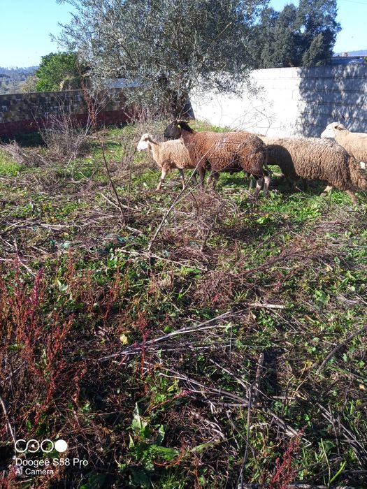 Carneiro  de raça lacone
