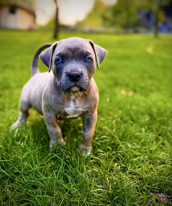 American Bully - APOLLO  - Gotowy do odbioru już teraz!