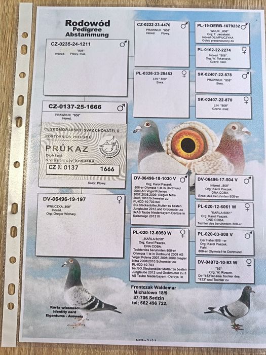 Golebie pocztowe w linii