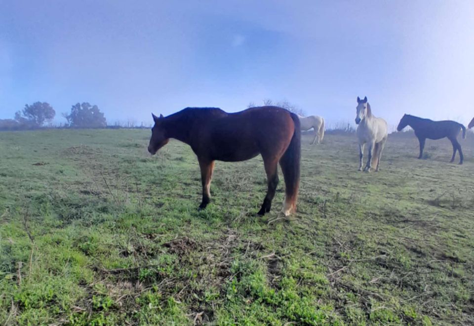2 lindos cavalos lusitana e andaluz