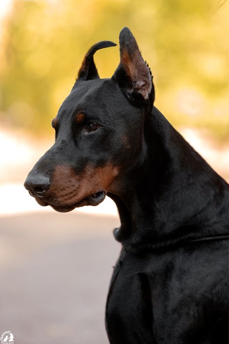 Супер доберман для вязки