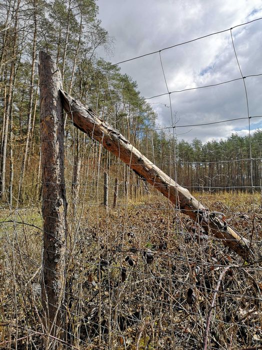 PROMOCJA 3zł/mb Siatka Leśna Ochronna  1,5m  Rolka 50m TYLKO 145 zł